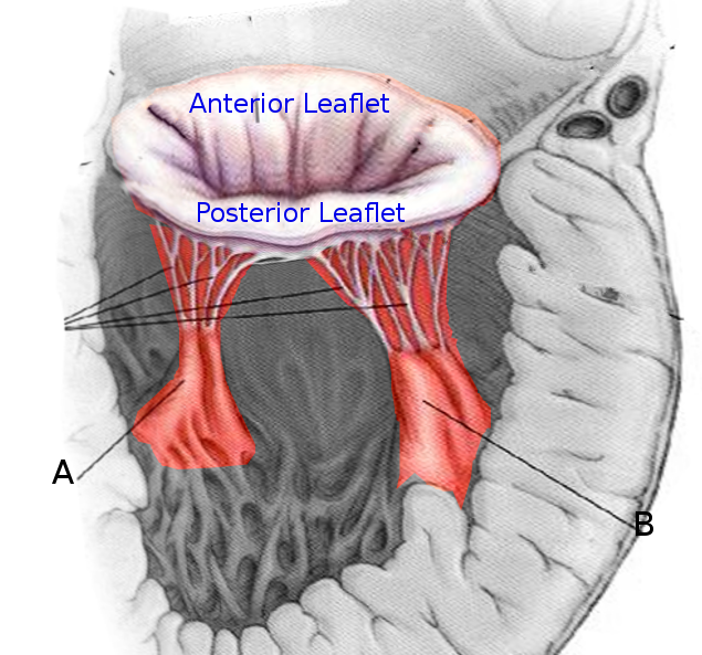 Papillary muscles