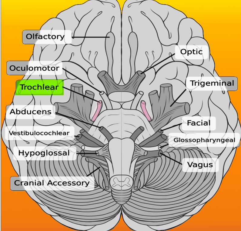Trochlear nerve