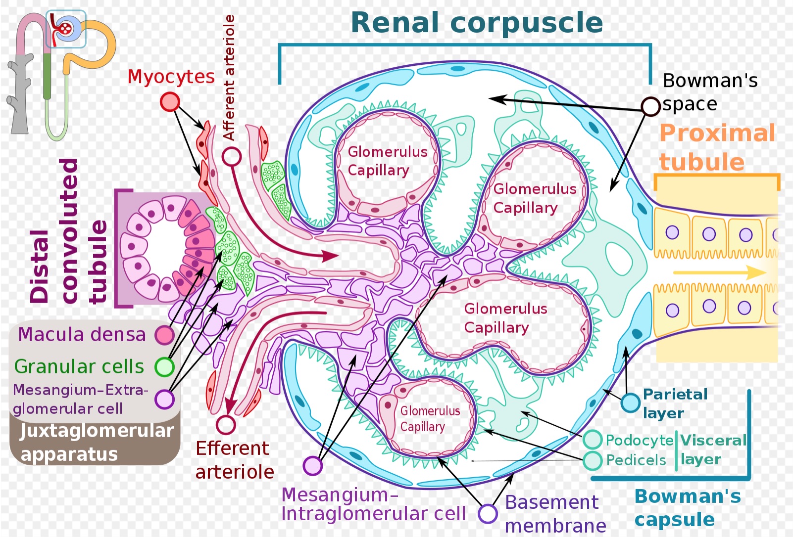 Image of a glomerulus including Bowman's capsule.