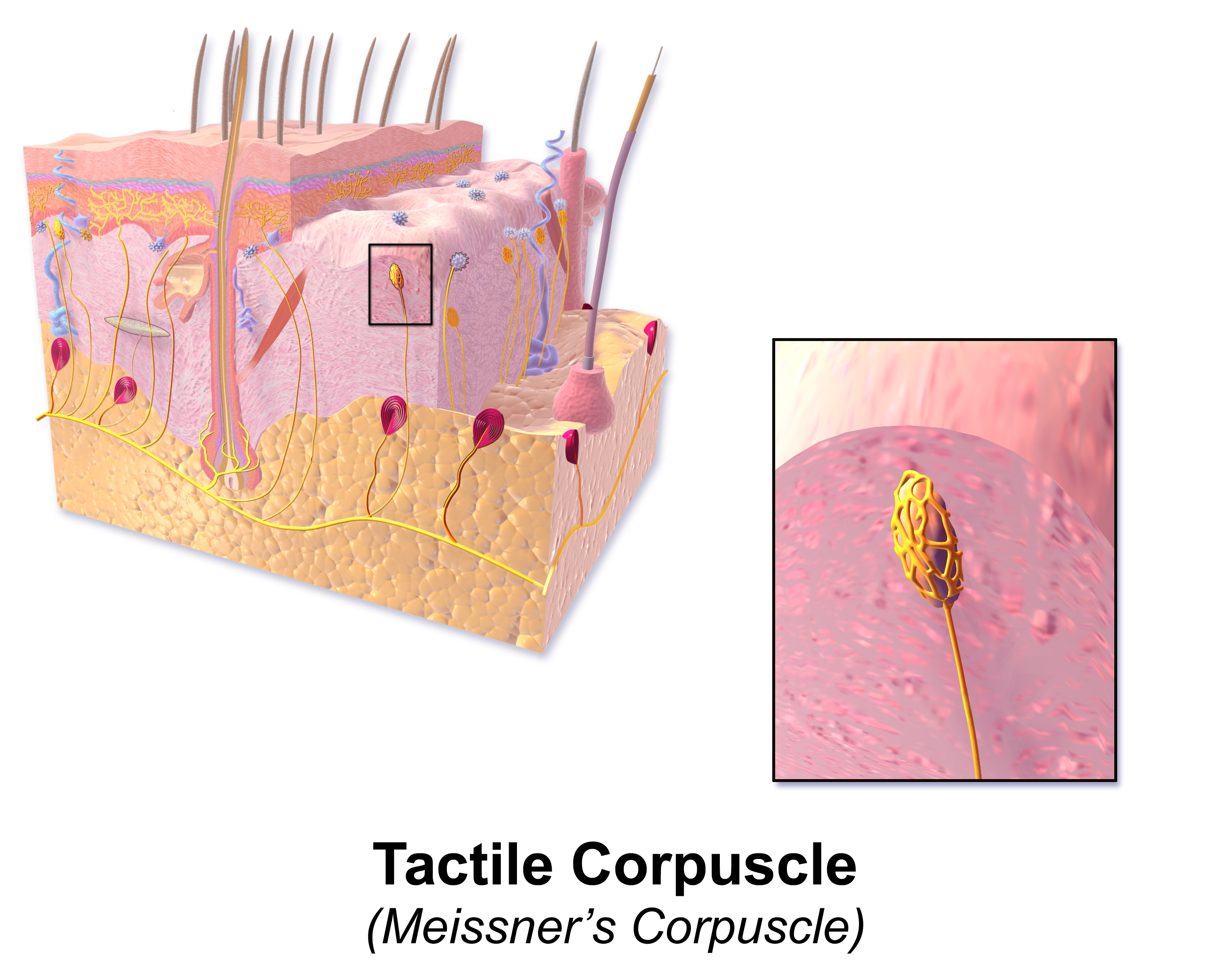 Tactile Corpuscle