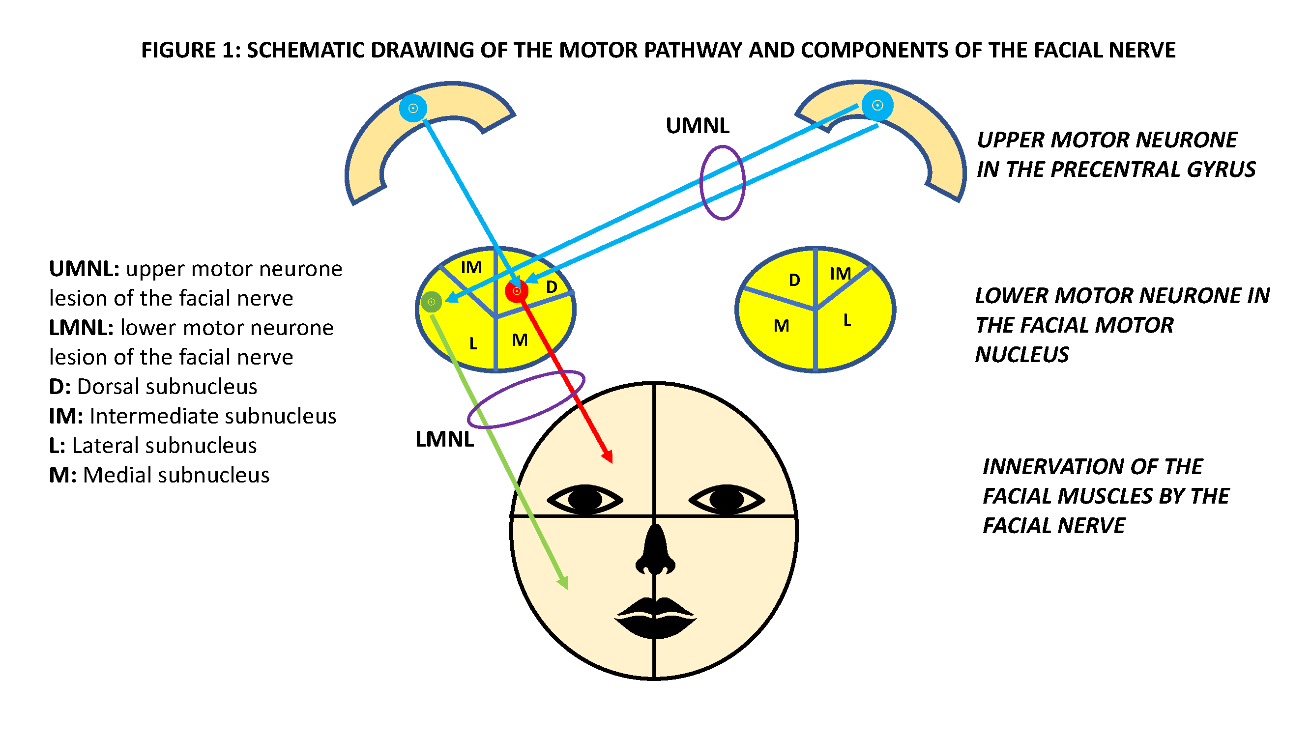Schematic drawing of the motor pathway and components of the facial nerve