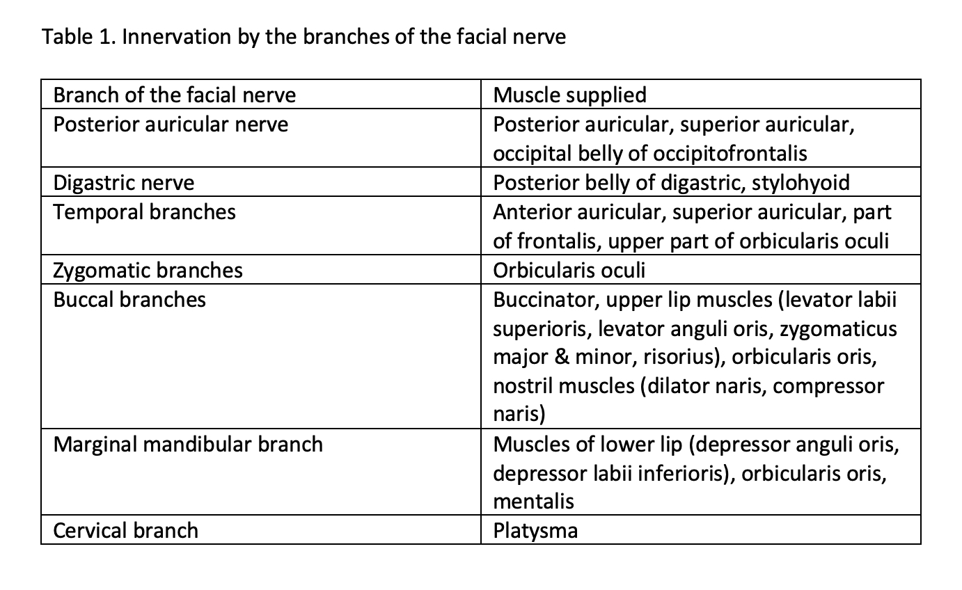 Table 1. Innervation by the branches of the facial nerve