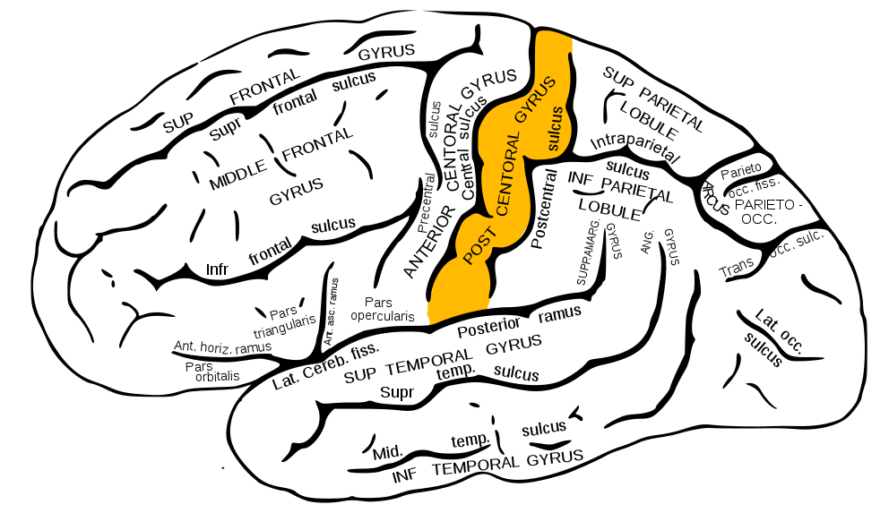 Gray plate highlighting postcentral gyrus of anterior parietal lobe. 