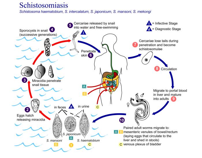 This is an illustration depicting the life cycle of flatworms of the genus, Schistosoma, the causal agents of the parasitic disease schistosomiasis. For a complete description of the Schistosoma haematobium, S. intercalatum, S. japonicum, S. mansoni, S. mekongi life cycle, paste the following address in your address bar: https://www.cdc.gov/dpdx/schistosomiasis/index.html.