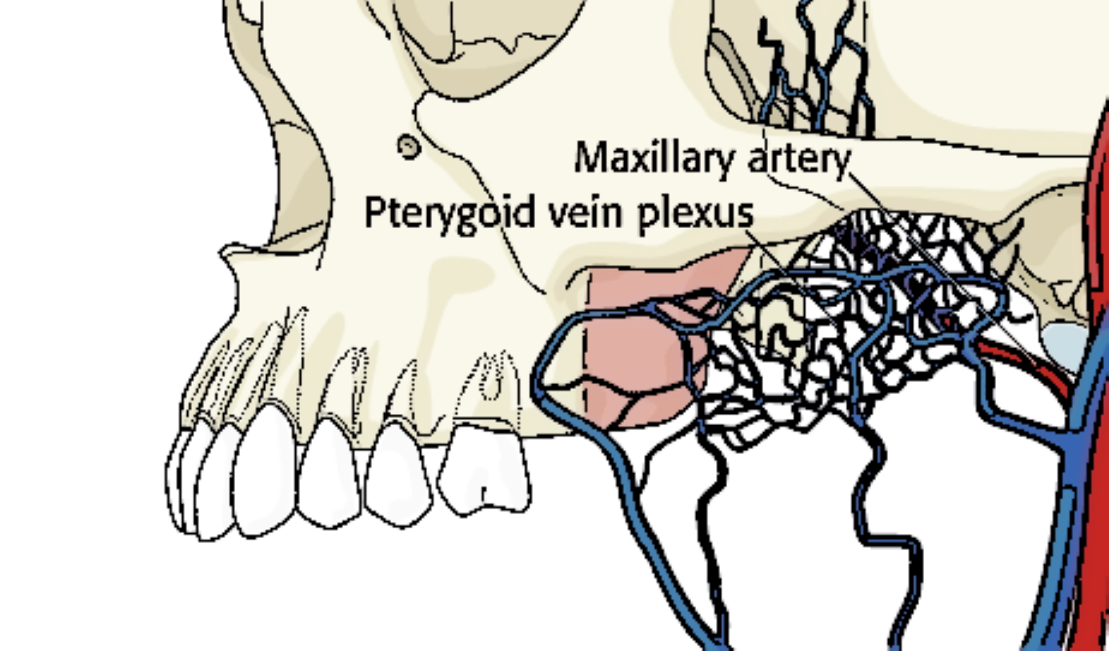 The figure shows the pterygoid venous plexus.