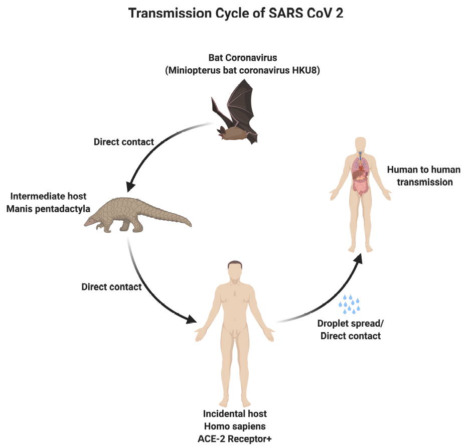 Transmission Cycle of SARS CoV 2