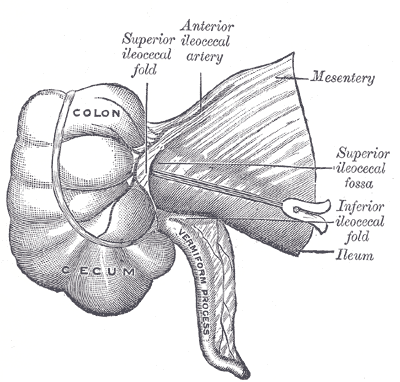 The diagram shows the ileocecal fold, ligament of Treves in relation to the base of the appendix.