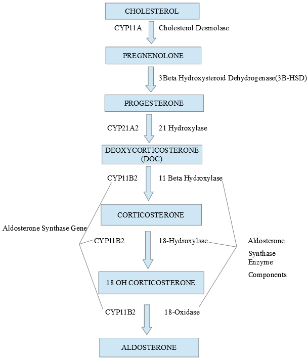 Image showing components of the Aldosterone synthase enzyme and multiple steps it catalyzes to produce aldosterone.