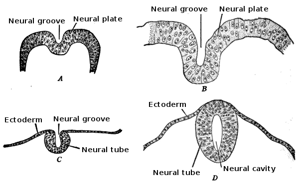 neural tube development