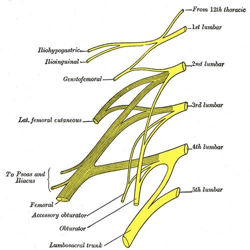 Nerve Roots L2-L4 joining to form Femoral Nerve