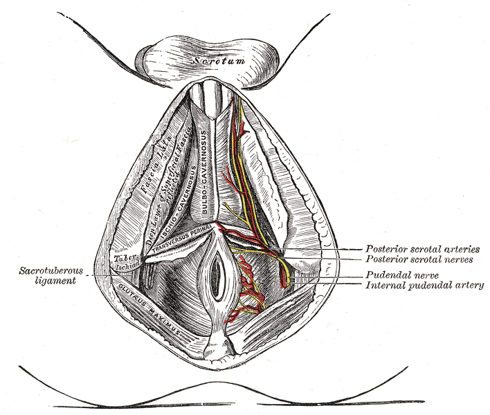Sacrotuberous ligament, pudendal nerve, internal pudendal artery