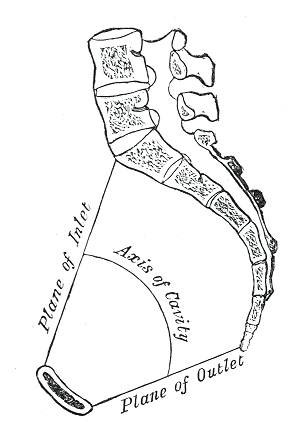 Pelvic inlet and outlet