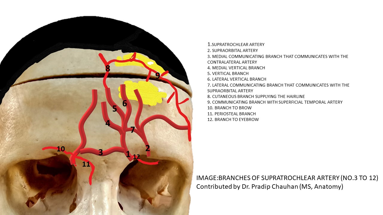 Branches of Supratrochlear artery
