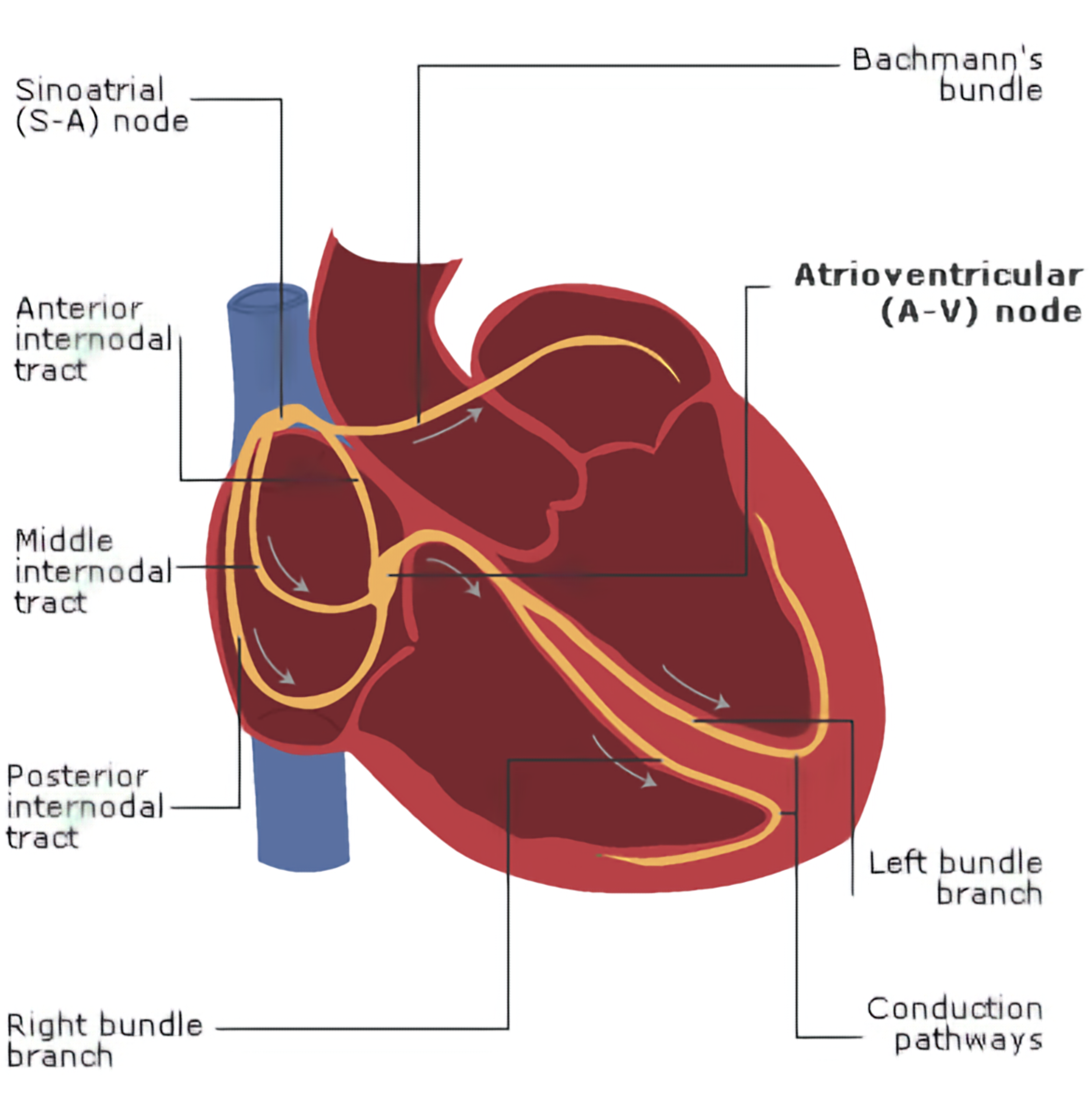Heart, cardiac anatomy, atrioventricular AV node