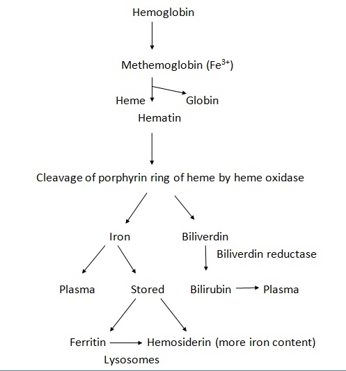 Catabolism of hemoglobin