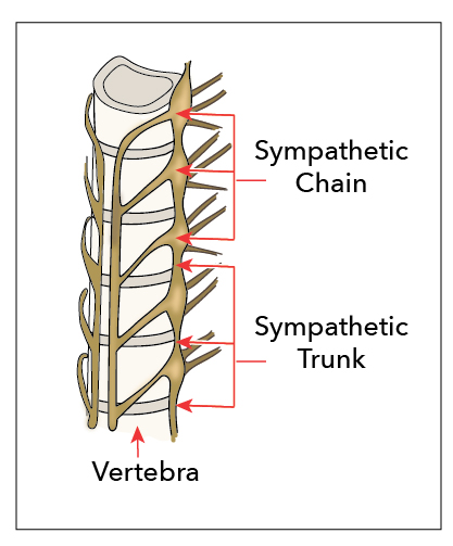 Sympathetic Chain Trunk and Vertebra 