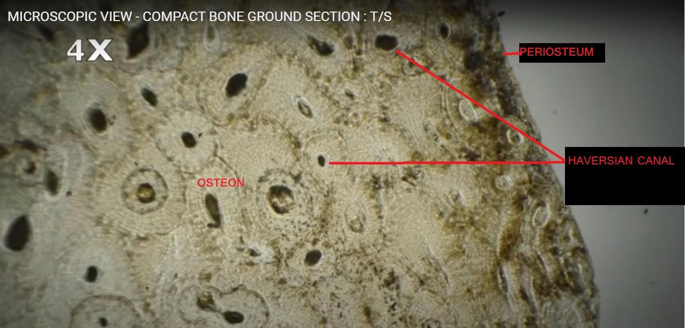 Horizontal ground section of the compact bone