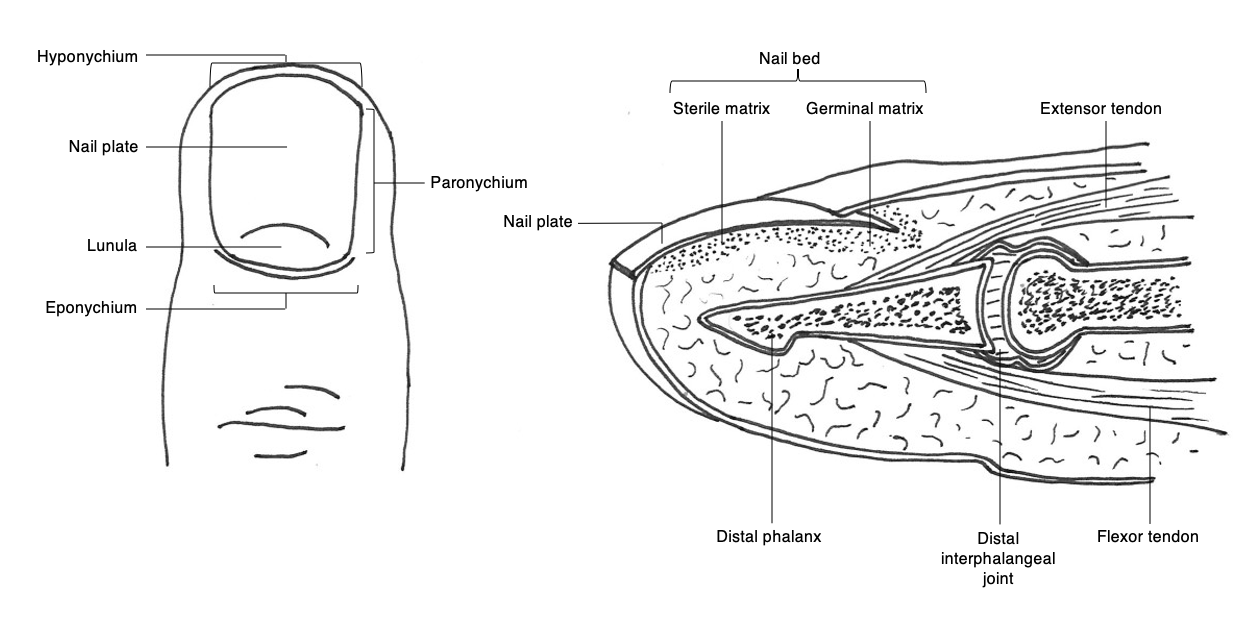 Figure 1: Illustration of fingertip anatomy 