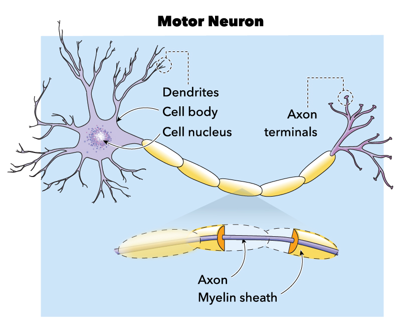 Figure showing Labeled Motor Neuron.