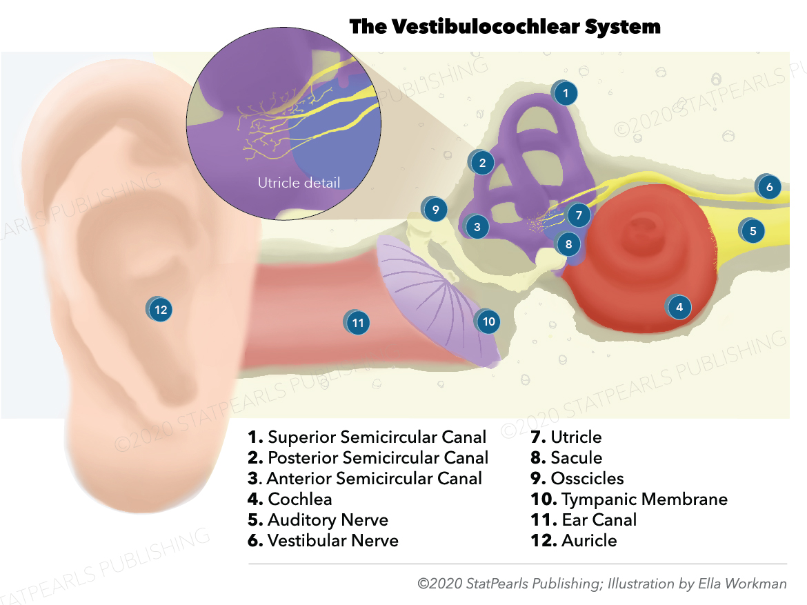 Vestibulocochlear System