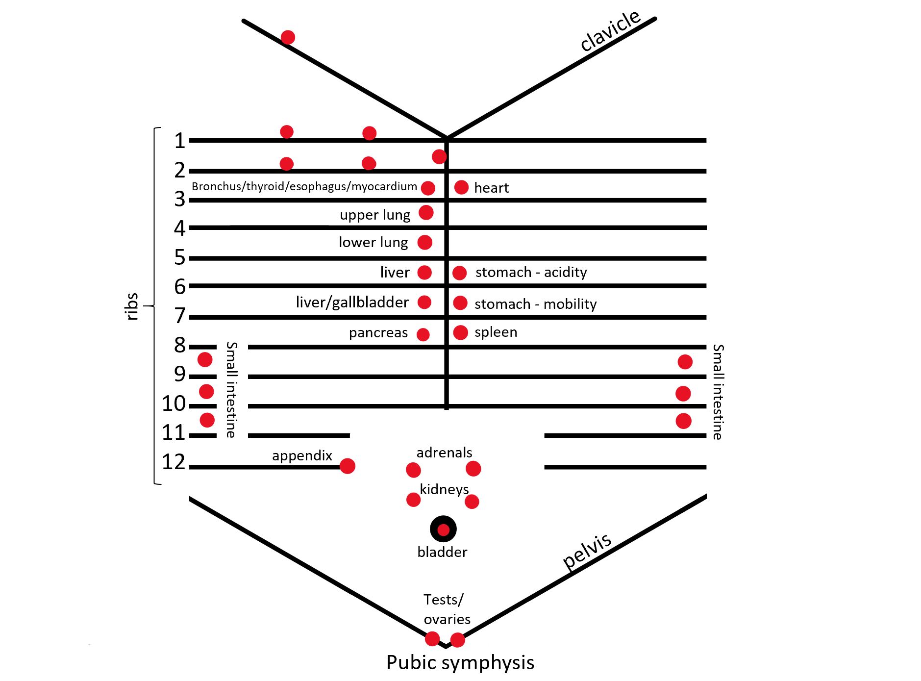 Diagram of Anterior Chapman's Points
