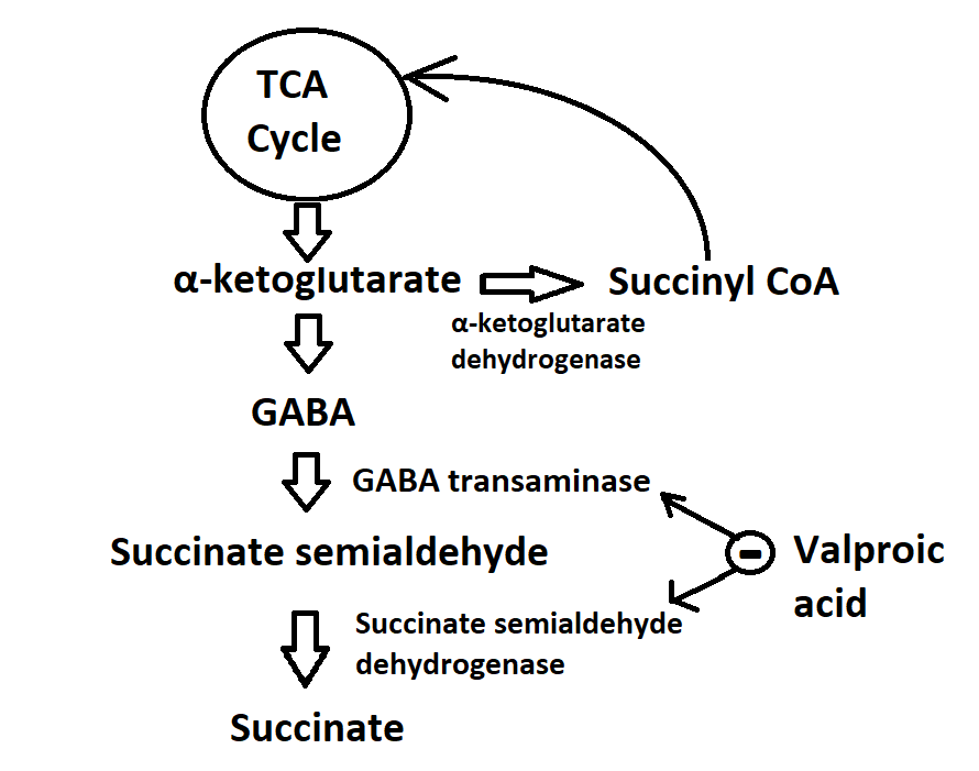 Figure-1: Mechanism of action of valproic acid. Figure demonstrates the metabolic pathway of GABA synthesis and metabolism by alfa-ketogluterate dehydrogenase, GABA transaminase and Succinate dehydrogenase. Valproic acid inhibits the two downstream catabolic enzyme of GABA metabolism, thus increase the GABA level in CNS.