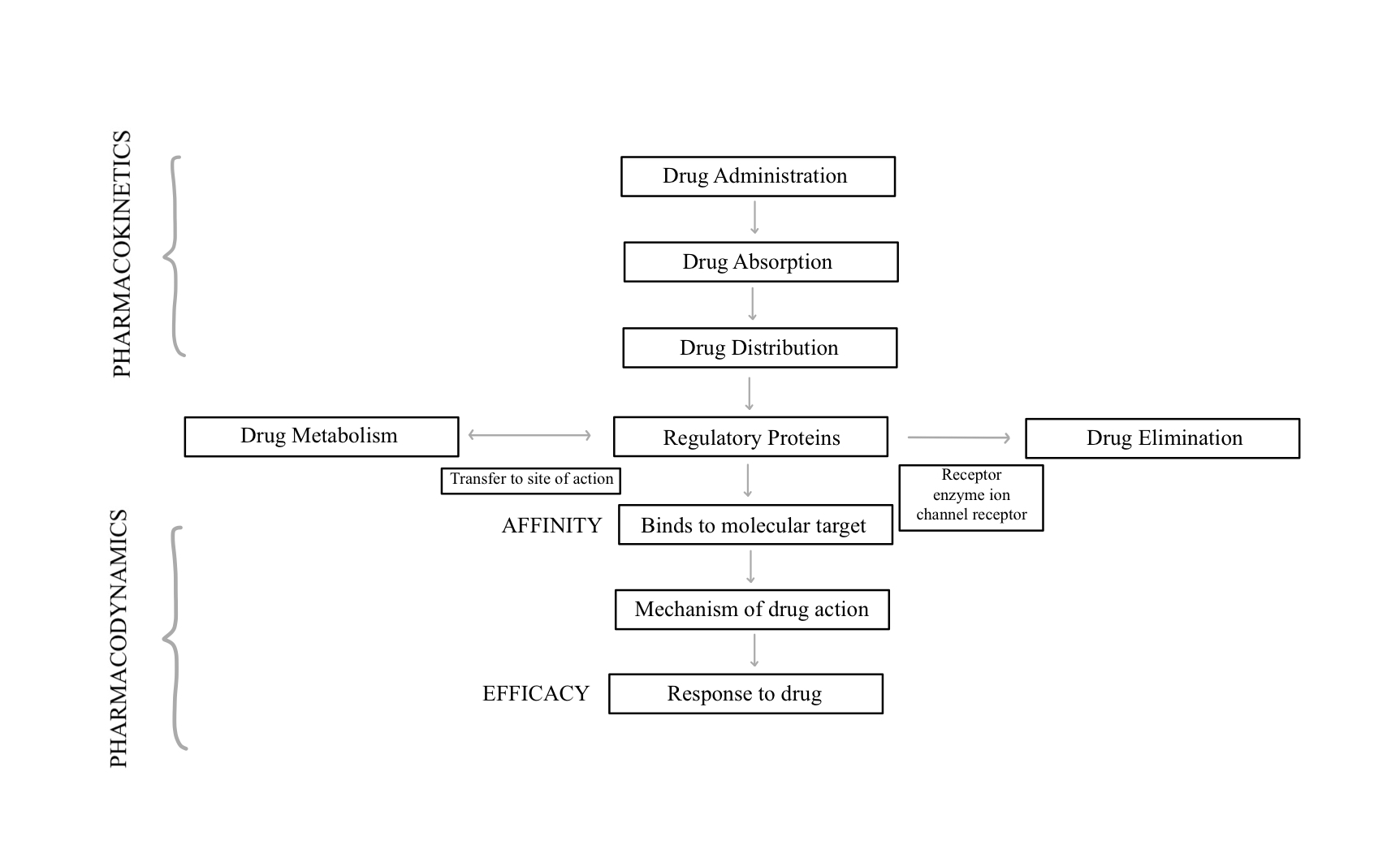 Pharmacy Calculations: Figure 3: The relationship between pharmacokinetics and pharmacodynamics.