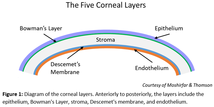Figure 1: Diagram of corneal layers