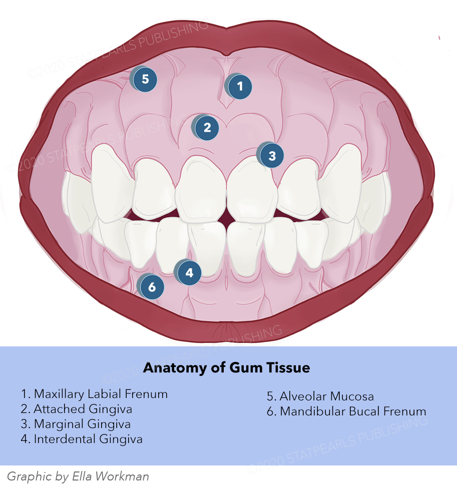 Anatomy of Gum Tissue