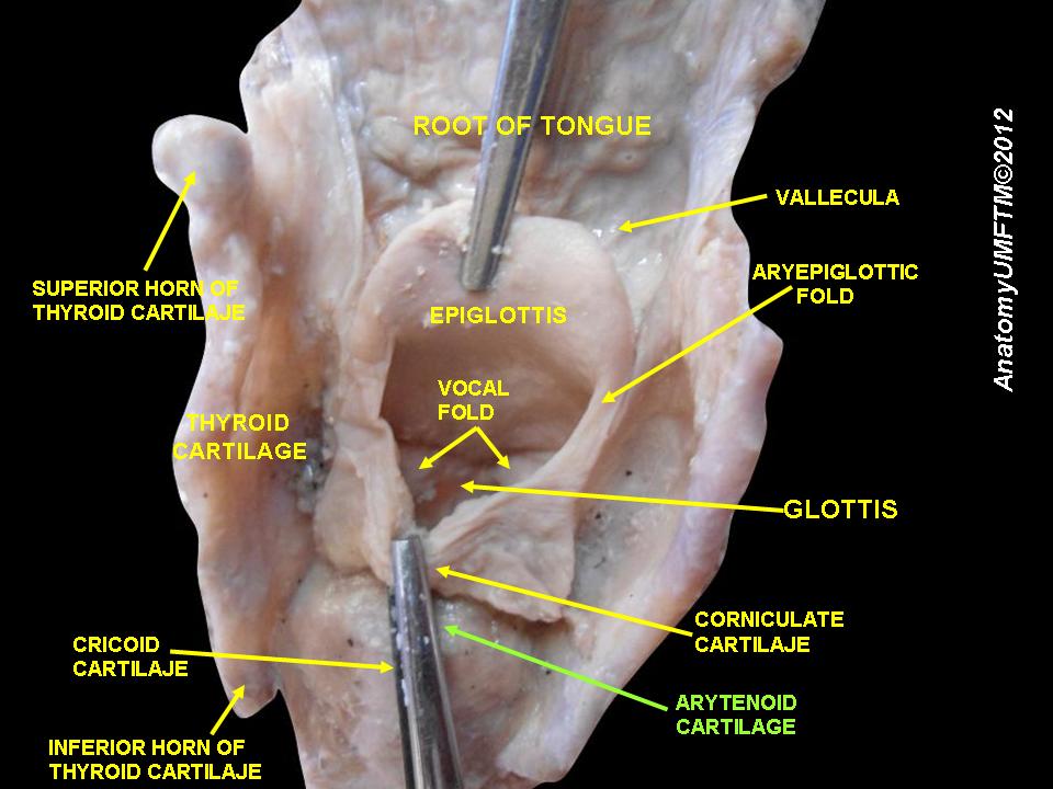 The arytenoid cartilage in relation to the larynx.