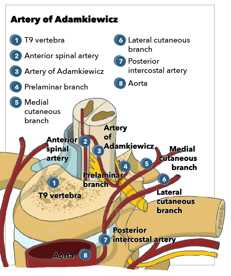 Anterior spinal artery, Artery of Adamkiewicz, Posterior intercostal artery, Lateral cutaneous 
branch
