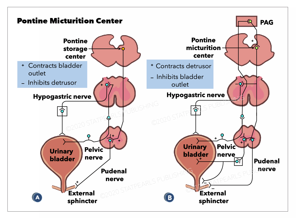 Pontine Micturition Center, Hypogastric nerve, PAG, Hypogastric nerve, Pelvic
nerve, External sphincter, Urinary bladder, Pudenal nerve