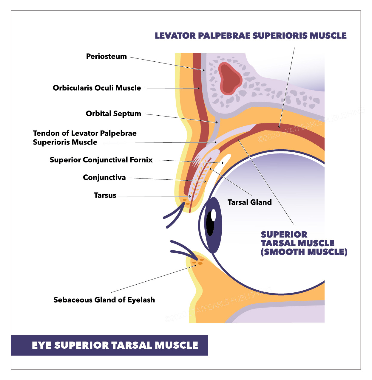 <p>Eye Superior Tarsal Muscle