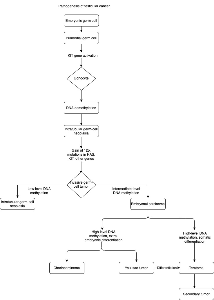 Flow Chart showing Pathogenesis of Testicular Cancer.
