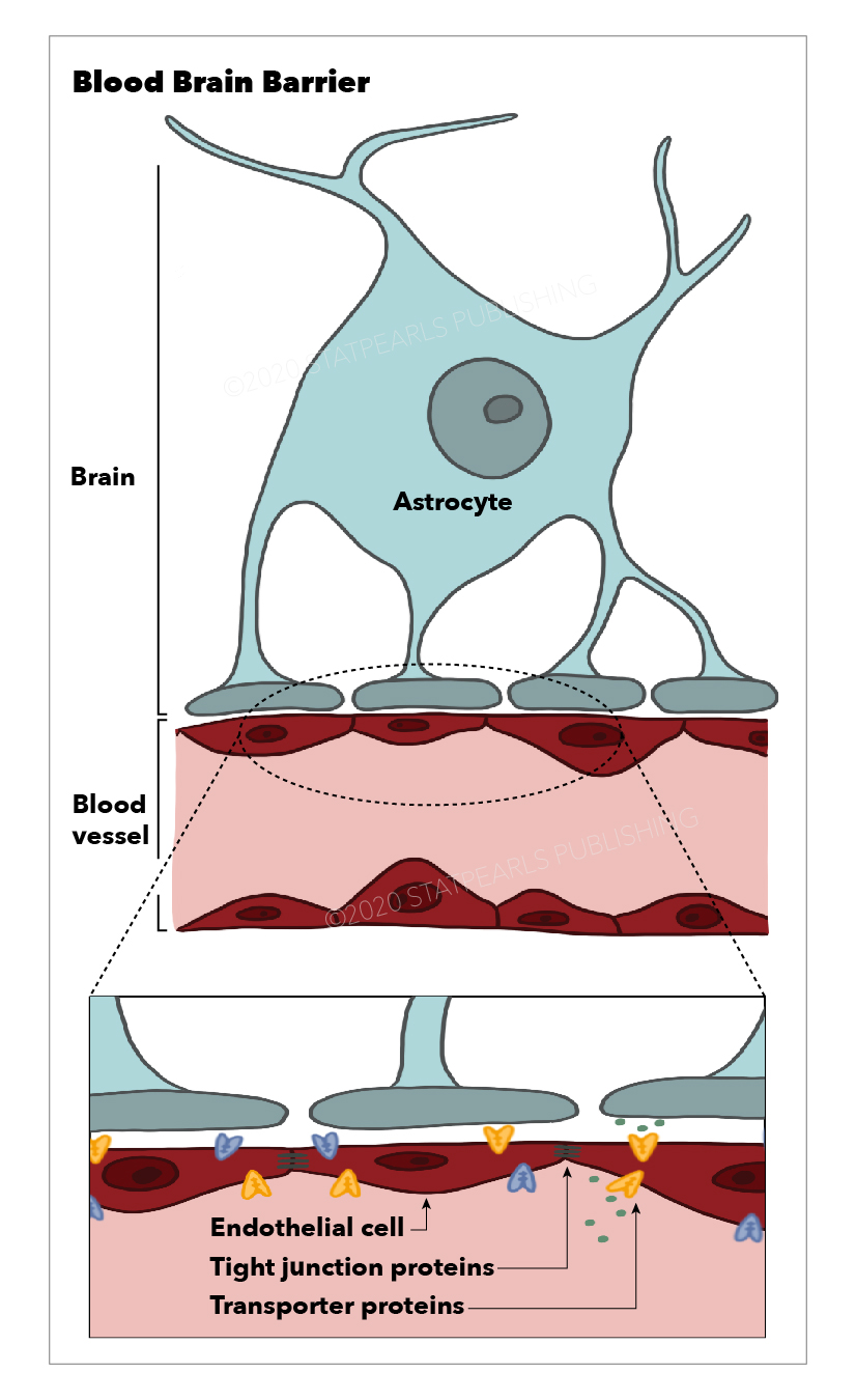 Blood Brain Barrier, Astrocyte, Endothelial cell
Tight junction proteins, Transporter proteins, Blood vessel