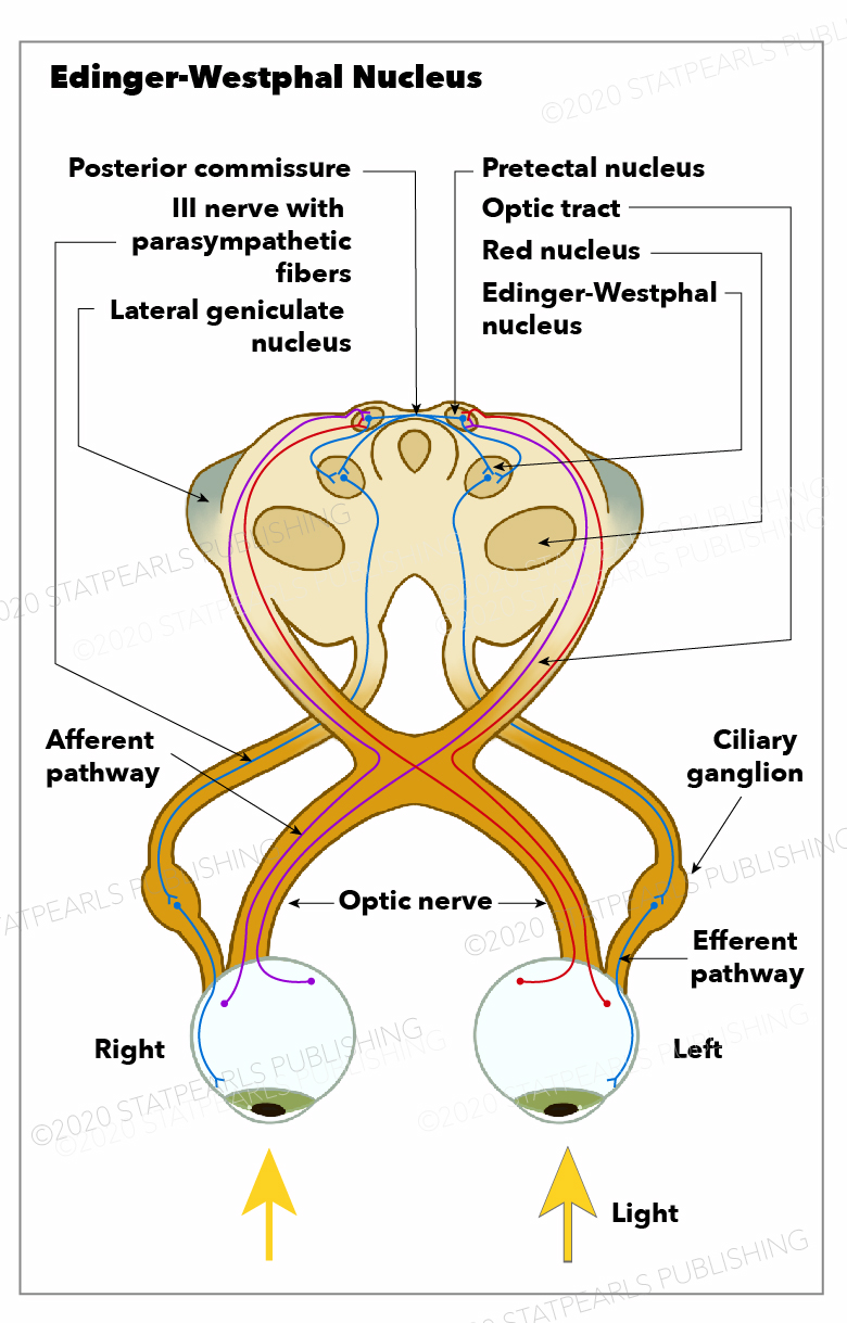 Edinger-Westphal Nucleus, optic nerve, afferent pathway,  pretectal nucleus, optic tract, red nucleus, lateral geniculate nucleus, posterior commissure, nerve with parasympathetic fibers. 