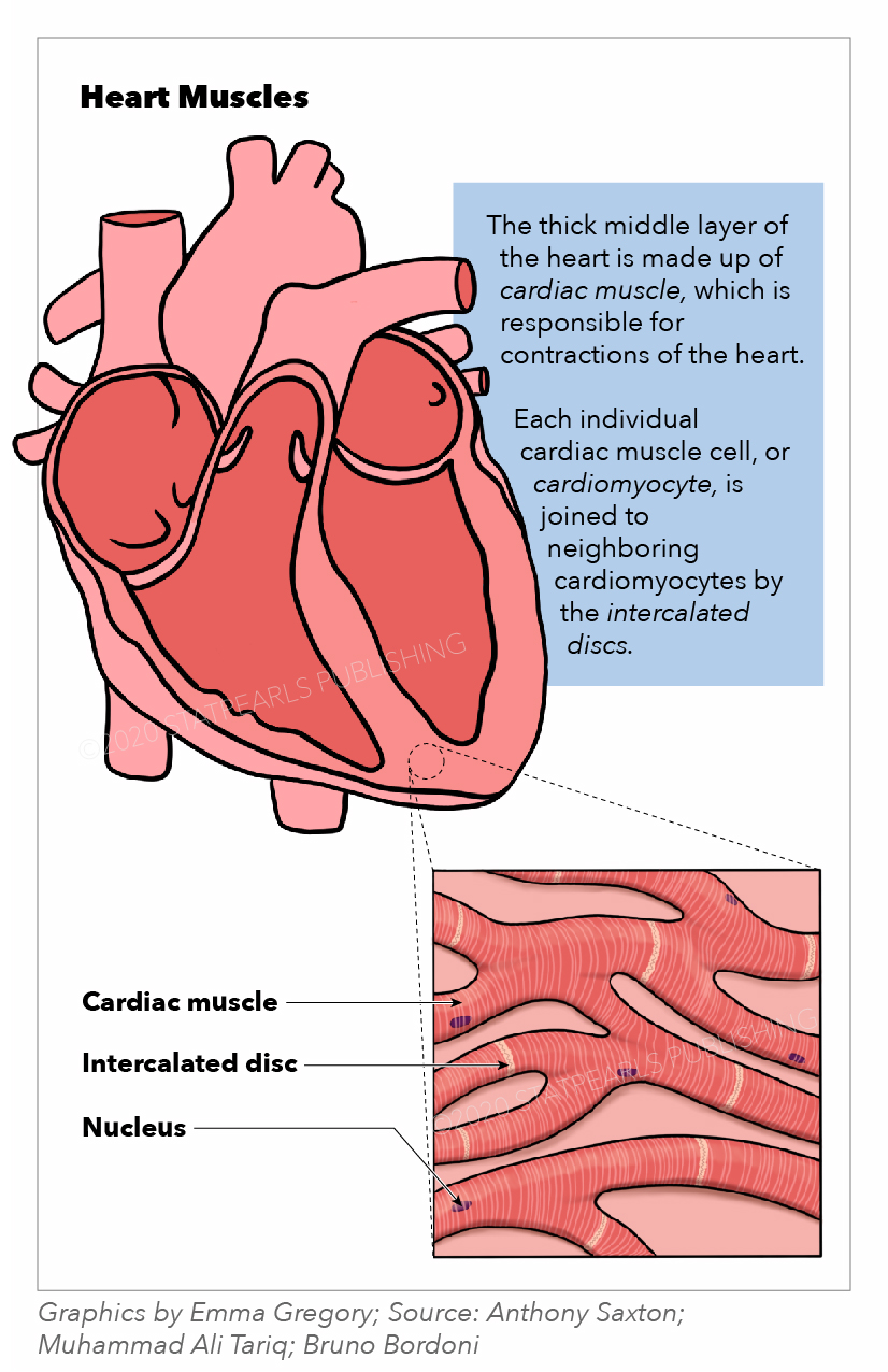 Heart muscles, cardiac muscle, intercalated disc, nucleus, cardiomyocyte