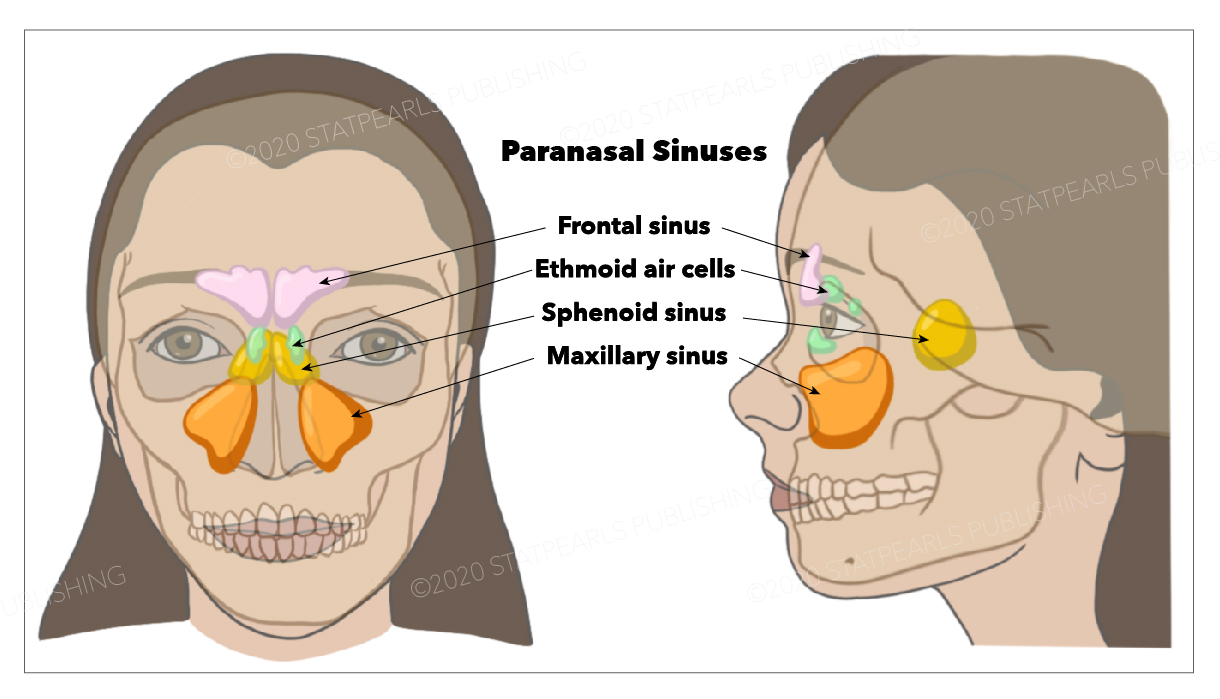 Paranasal sinuses, frontal sinus, ethmoid air cells, sphenod sinus, maxillary sinus