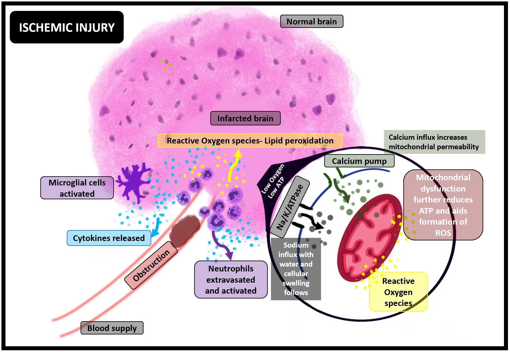 <p>Ischemic Injury and its Molecular Consequences</p>