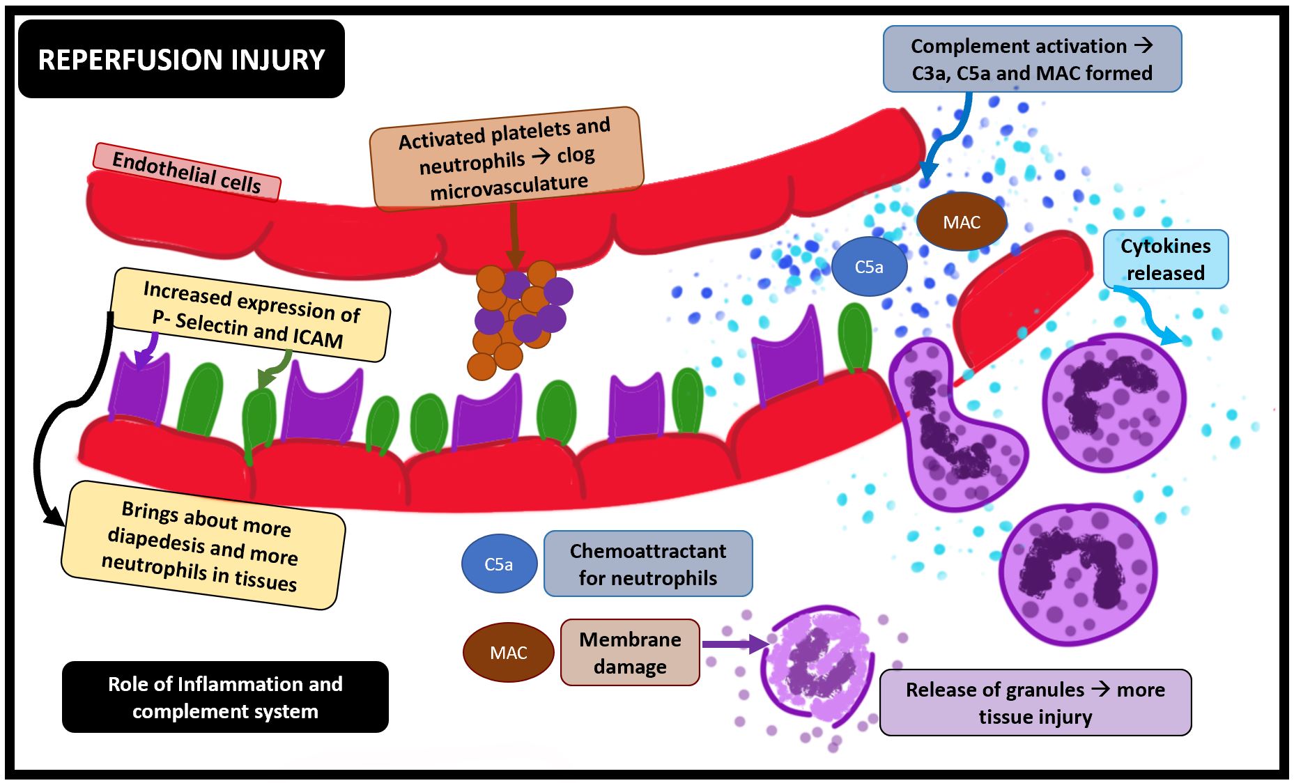 <p>Ischemia-Reperfusion Injury, Inflammation and Complement System