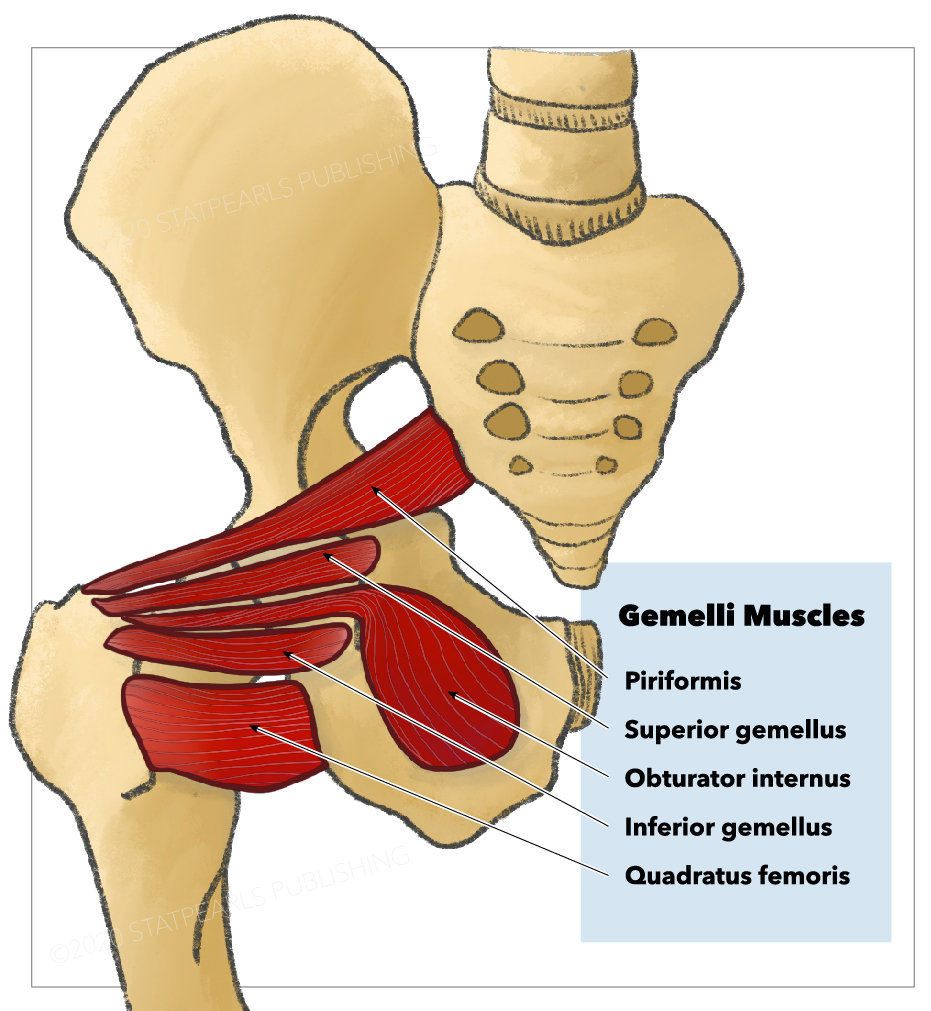 Gemelli muscles, Quadratus femoris, Obturator internus, Inferior gemellus, Superior gemellus, Piriformis