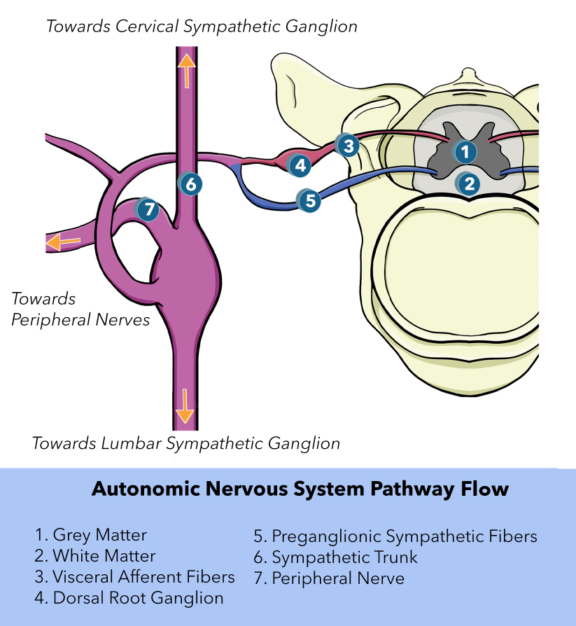 Autonomic Nervous System Pathway Flow, grey matter, white matter, visceral afferent fibers, dorsal root ganglion, preganglionic sympathetic fibers, sympathetic trunk, peripheral nerve
