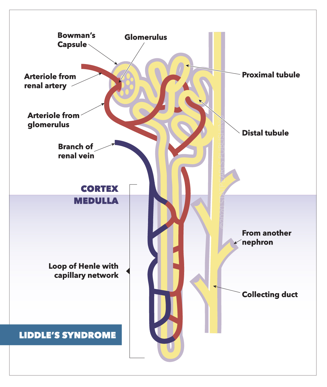 Liddle's syndrome, arteriole from renal artery, arteriole from glomerulus, Loop of Henle with capillary network,  glomerulus,