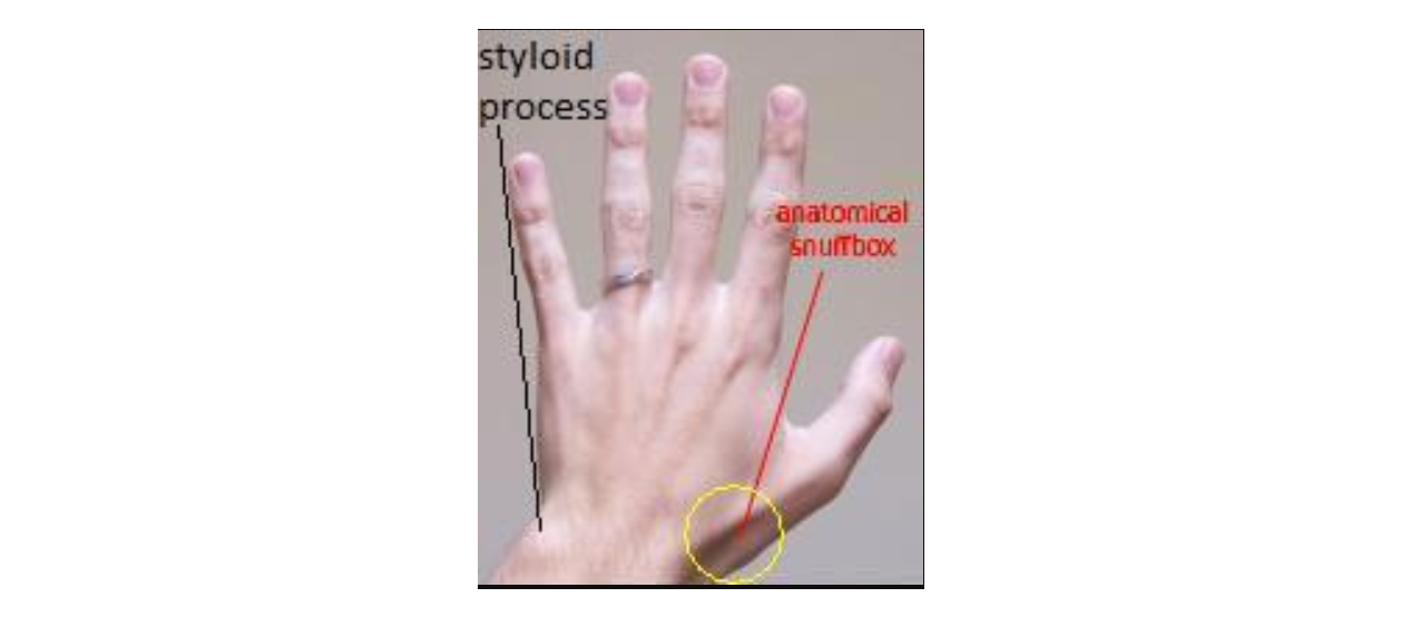 Anatomical Snuff Box and Styloid Process.