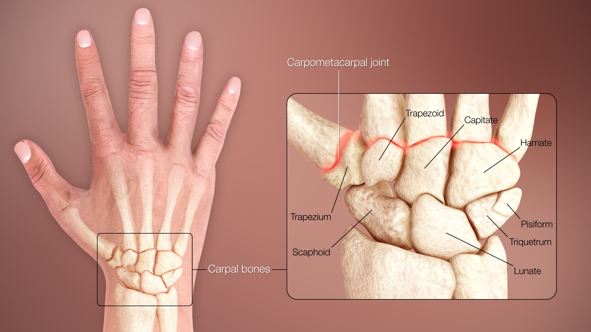 3D Medical illustration of the wrist bones of human body