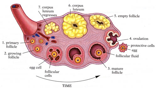 Anatomy of the internal structures of the ovary. Presenting, Primary Follicle, Growing Follicle, Egg Cell, Follicular cells, Mature Follicle, Follicular Fluid, Egg, Ovulation, Empty Follicle, Corpus Luteum, Regressing Corpus Luteum. 