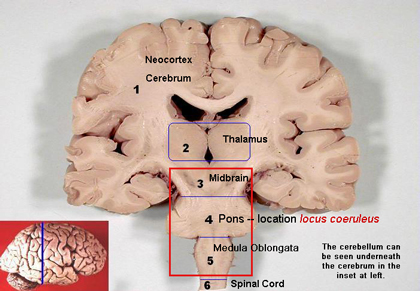 Neocortex, thalamus, brainstem, Pons presenting the locus cruleus. 