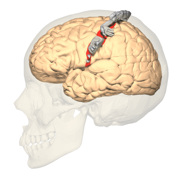 Primary Somatosensory Cortex Lateral View, Cortical Homunculus 