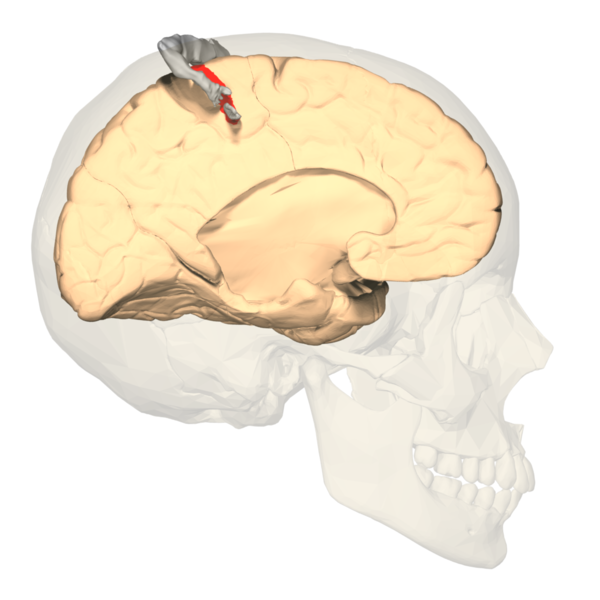  Cortical homunculus, Primary somatosensory cortex 