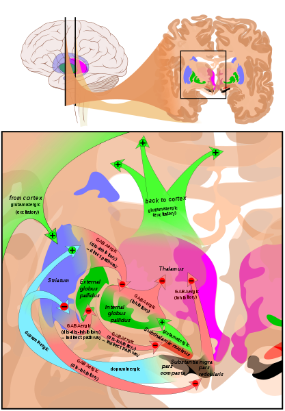 Circuits of the basal ganglia